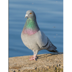 The Pigeon gangsters