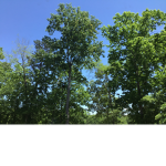 I like trees yum