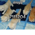 dnzyq
