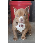 drags baby puppy group