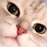 rgrgwefwef