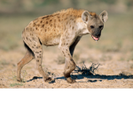 hyena pack