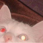 priva