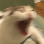 gato people united
