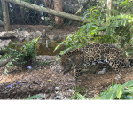 If you like the zoo