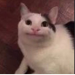 100k cats
