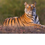 Tigers own the world