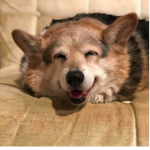 dreamy poppy!