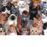 KittenArmy