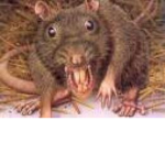 The Ugly Sewer Rats