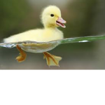 PATO TE DONA