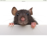 Lord of the RATS
