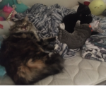 Cats are amazingly cute