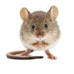 The mouse men (remade)