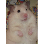 Team hamsters :)
