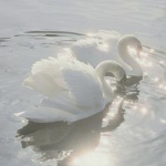 Euphoria's Angels