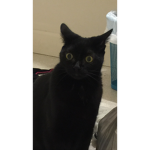 The funny cat group