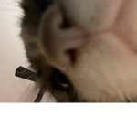 The real joe