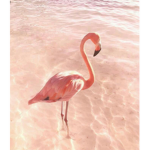 Noras Flamingos