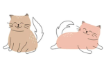 Cats Grups