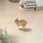 Kitty cat marshmallow