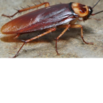 Cockroachz<33