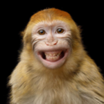 Gangsta Monkey Pirates
