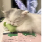 yolkoe