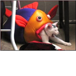 Fishes United!