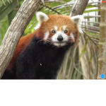 The Group Group Group Panda