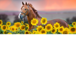 Sunset Beach ride Stables