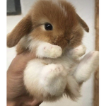 Miss bunny Lovely cafe