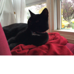 Jack skeleton cat group