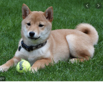 Los perritos de marte