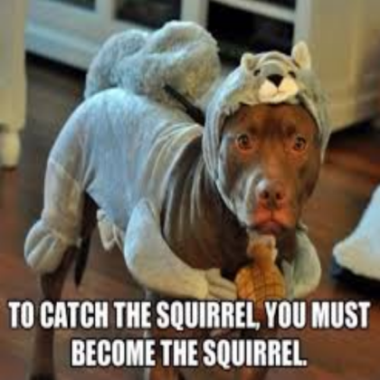 Dog Squirrel Meme Roblox decal
