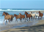 horseluver360's Group
