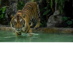 Tiger jade