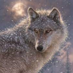 Wolfie's life