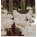 Aesthetic Bxbbles