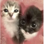 jellybunii