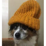 l like dog