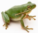 Frog squad(made by spikie)