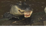 #Crocodile Gang