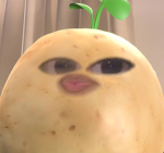 Zauras