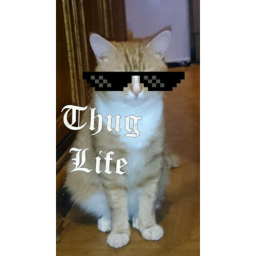 RUN MLG CATS