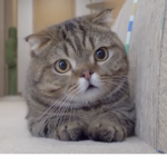 Catto Squad