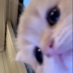 Cxnnamn's Group