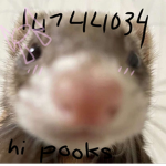 ekittenssz