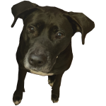 ALMIGHTY PERRO