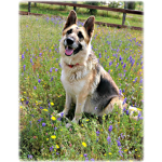 GermanSheperd